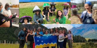 Recolectoras de frutos y hongos de Magallanes realizan gira de innovación biosilvestre INIA-FIA a Aysén