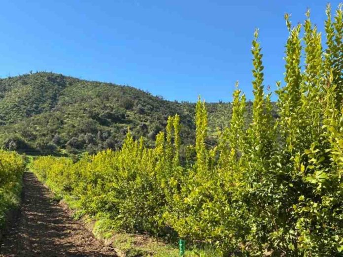 Rejuvenecimiento de suelos: La ciencia tras la transición global hacia la agricultura regenerativa