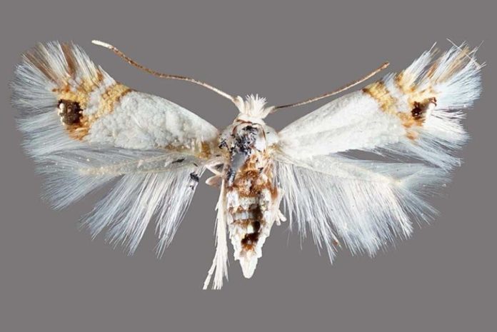 Río Negro: detectan el avance de la polilla del álamo Río Negro: detectan el avance de la polilla del álamo