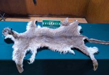 SAG Biobío y Carabineros de Chile incautan piel de puma en Mulchén