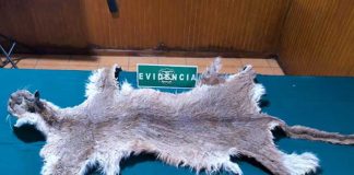 SAG Biobío y Carabineros de Chile incautan piel de puma en Mulchén