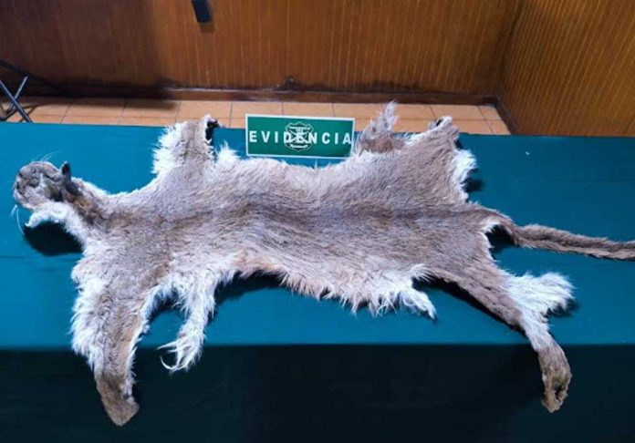 SAG Biobío y Carabineros de Chile incautan piel de puma en Mulchén