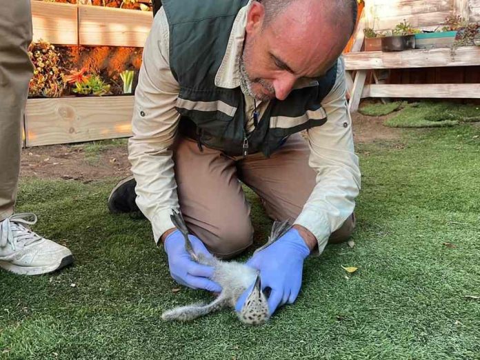 SAG acude a denuncia por captura y destrucción de nido de gaviota dominicana y rescata con vida a sus crías en Maitencillo