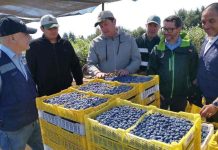 SAG certifica envío de arándanos frescos desde Gorbea a mercados del mundo