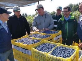 SAG certifica envío de arándanos frescos desde Gorbea a mercados del mundo