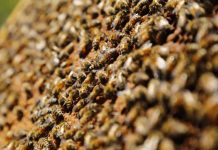 SAG llama a informarse ante nueva obligación de avisar aplicaciones de plaguicidas tóxico para las abejas