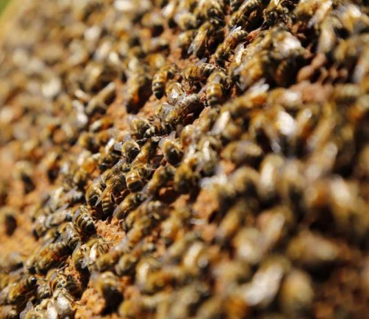 Comenzó obligación de avisar la aplicación de plaguicidas Moderadamente Tóxicos para las abejas