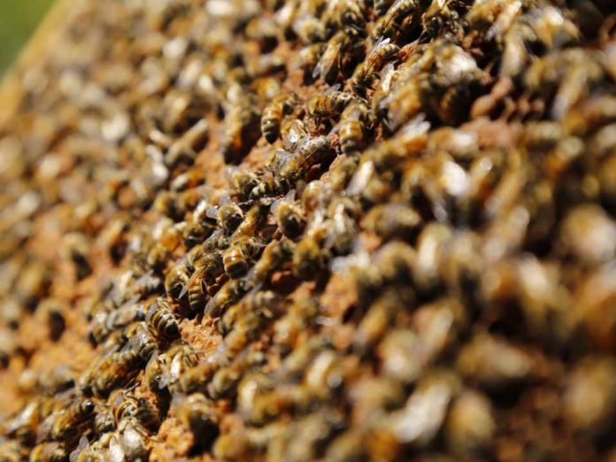 SAG llama a informarse ante nueva obligación de avisar aplicaciones de plaguicidas tóxico para las abejas