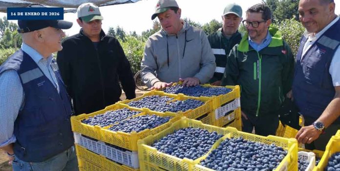 SAG realiza “inspección en línea” para arándanos de exportación en Los Ríos