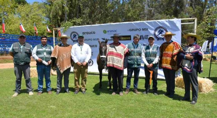 SAG refuerza control de Anemia Infecciosa Equina en Ñuble con más de 3.300 muestreos y fuerte despliegue territorial