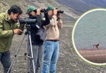 SAG y CONAF instalan cámaras trampa ante avistamiento de huemules en Parque Laguna del Laja