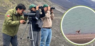 SAG y CONAF instalan cámaras trampa ante avistamiento de huemules en Parque Laguna del Laja