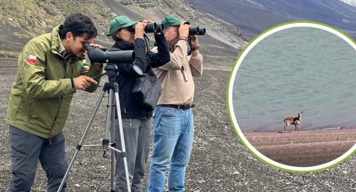 SAG y CONAF instalan cámaras trampa ante avistamiento de huemules en Parque Laguna del Laja