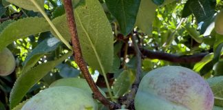 Se expande brecha productora entre Chile y su competencia directa en ciruela deshidratada