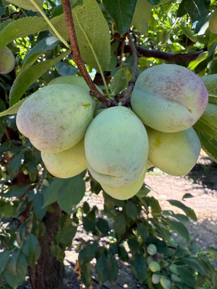 Se expande brecha productora entre Chile y su competencia directa en ciruela deshidratada