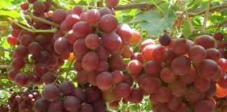 Sector agropecuario alcanzó crecimiento de 4,9% Entre enero-noviembre 2025