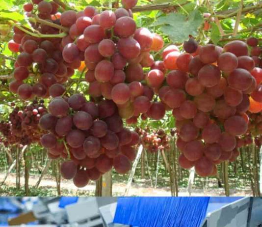 Sector agropecuario alcanzó crecimiento de 4,9% Entre enero-noviembre 2025 Sector agropecuario alcanzó crecimiento de 4,9% Entre enero-noviembre 2025