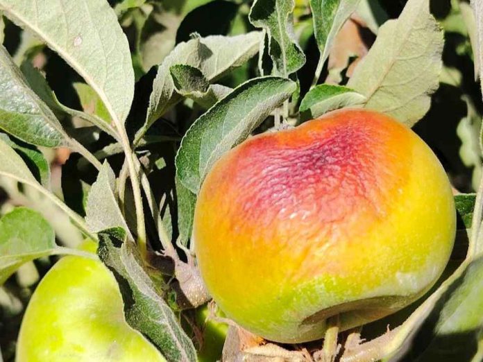 Tercera ola de calor del año eleva alertas por estrés térmico en la agricultura del centro sur