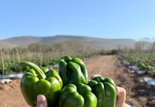 Terragénesis Liderando la Agricultura Regenerativa en Chile y el mundo: Producción 100% orgánica de Pimentones en México Terragénesis Liderando la Agricultura Regenerativa en Chile y el mundo: Producción 100% orgánica de Pimentones en México