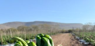 Terragénesis Liderando la Agricultura Regenerativa en Chile y el mundo: Producción 100% orgánica de Pimentones en México