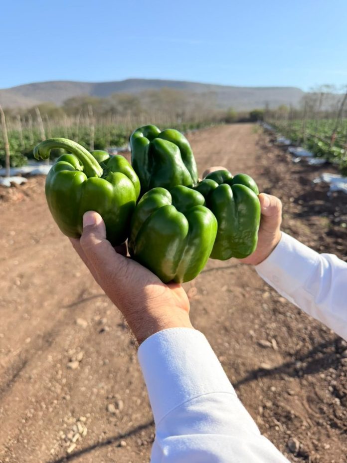 Terragénesis Liderando la Agricultura Regenerativa en Chile y el mundo: Producción 100% orgánica de Pimentones en México
