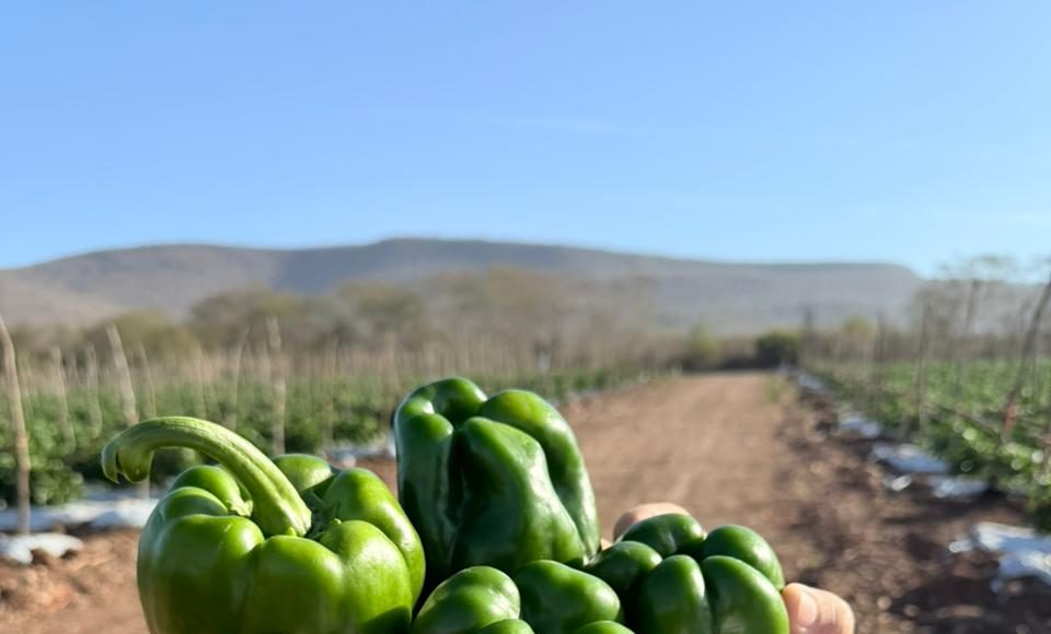 Terragénesis Liderando la Agricultura Regenerativa en Chile y el mundo: Producción 100% orgánica de Pimentones en México