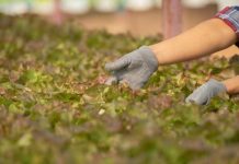 UTalca y UNAB lideran centro de excelencia que buscará transformar el sistema agroalimentario UTalca y UNAB lideran centro de excelencia que buscará transformar el sistema agroalimentario