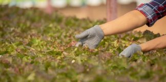 UTalca y UNAB lideran centro de excelencia que buscará transformar el sistema agroalimentario