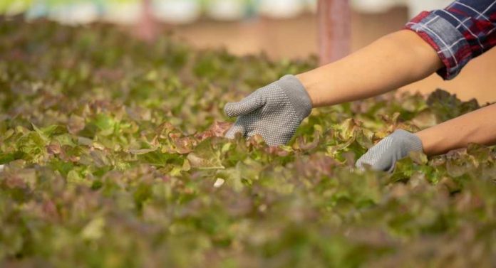 UTalca y UNAB lideran centro de excelencia que buscará transformar el sistema agroalimentario UTalca y UNAB lideran centro de excelencia que buscará transformar el sistema agroalimentario