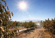 Calor extremo: agrofruticultores afinan riego, protección de huertos y planes contra incendios