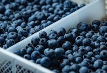 Perú | Camposol impulsa el recambio varietal del arándano