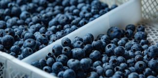 Perú | Camposol impulsa el recambio varietal del arándano