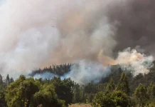 Cómo los incendios forestales están transformando los suelos chilenos