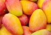 Perú | Exportaciones de mango fresco caen 45.9% en volumen hasta la semana 52