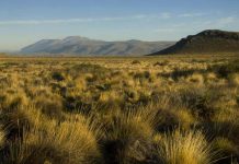 La Patagonia será regenerativa o no será La Patagonia será regenerativa o no será: TNC, una peso pesado del ambientalismo, se suma al esfuerzo para que productores del sur adopten prácticas de conservación del suelo y puedan obtener así bonos de carbono