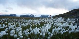 Algodón argentino encuentra en algas marinas un camino para mejorar su rentabilidad