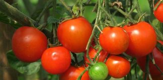 UE | Aprobado el “etiquetado trampa” para los productos provenientes de Marruecos