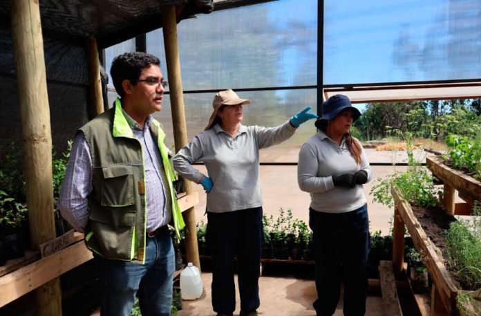 CONAF apoya la reforestación en la comuna de Santa Juana a través del Programa de Emergencia de Empleo