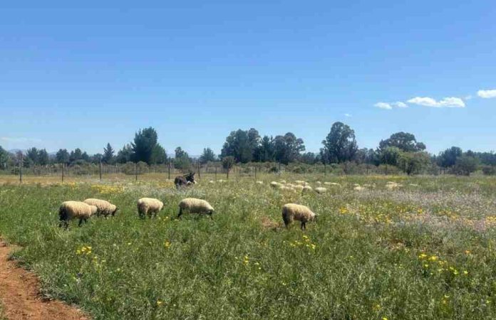 ¿Praderas que se ayudan entre sí? la propuesta del INIA para fortalecer la alfalfa Kauke