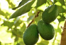 APEAM-México suspende embarque de palta tras aviso del USDA APEAM-México suspende embarque de palta tras aviso del USDA