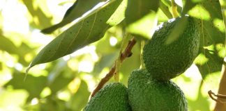 APEAM-México suspende embarque de palta tras aviso del USDA