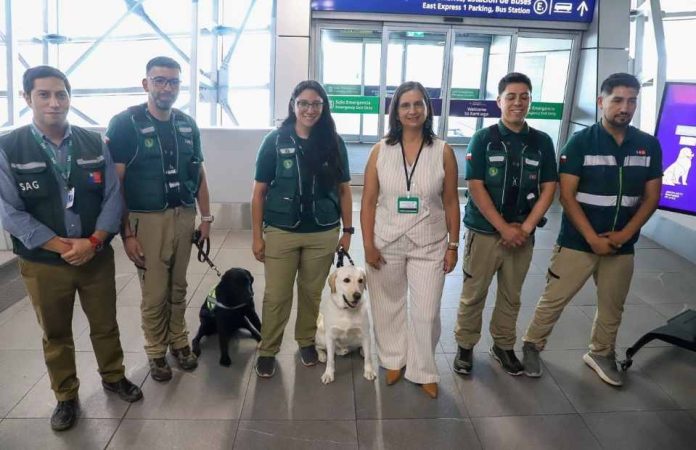 Aeropuerto de Santiago: SAG registra casi 10 mil mascotas arribadas y enfatiza importancia del certificado zoosanitario