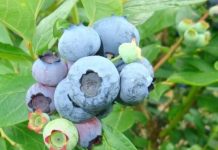 Alemania 2025: Cosecha récord de frutos rojos, +23,5% alcanzando las 45.700 toneladas Alemania 2025 Cosecha récord de frutos rojos, +23,5% alcanzando las 45.700 toneladas