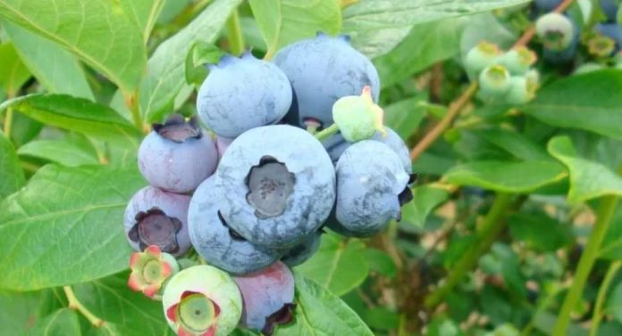 Alemania 2025 Cosecha récord de frutos rojos, +23,5% alcanzando las 45.700 toneladas