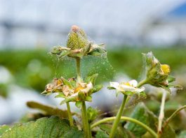 Andalucía promueve el control biológico frente a la araña roja en fresa