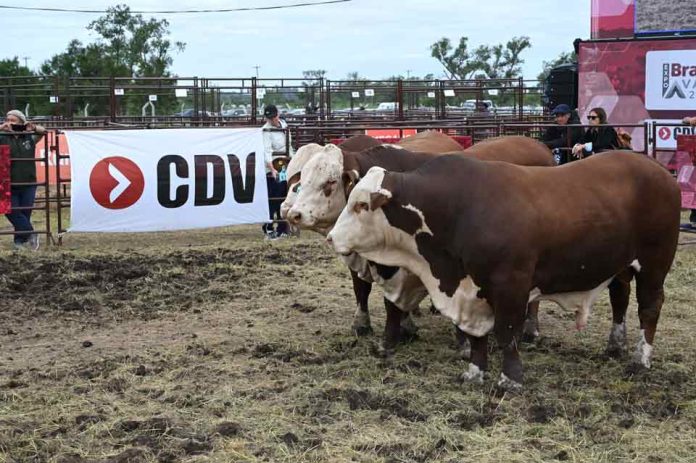 Argentina | CDV vuelve a Expoagro para potenciar la sanidad y la producción animal