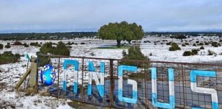 Argentina | Hizo punta exportando embriones y ahora tiene su propia cabaña Angus en España