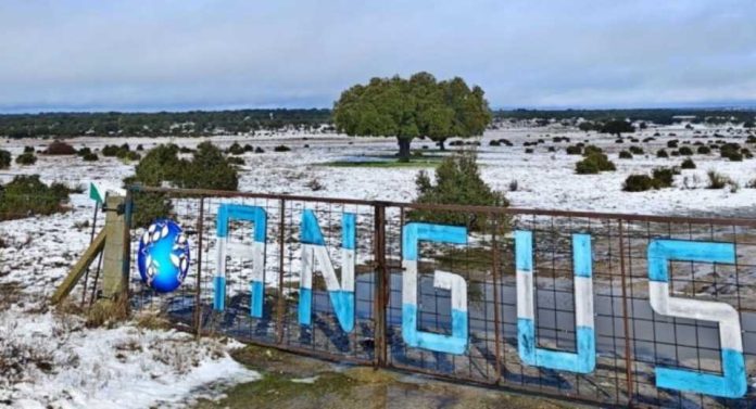 Argentina | Hizo punta exportando embriones y ahora tiene su propia cabaña Angus en España