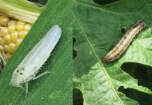 Argentina Plagas en soja y maíz. Estrategias reales para actuar a tiempo