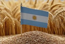 Argentina | Un ensayo que muestra que el “default de calidad” de trigo se puede evitar con una fertilización adecuada